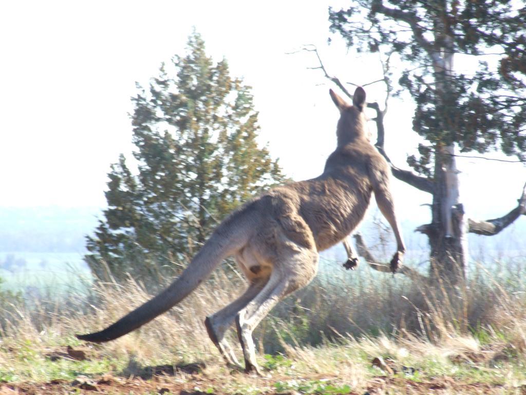 Bulwarra Bed & Breakfast Dubbo Exteriér fotografie